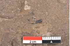 Foto (Detailansicht) von Laurus lalages Unger (NHMW-GEO-2024-0188-7993)